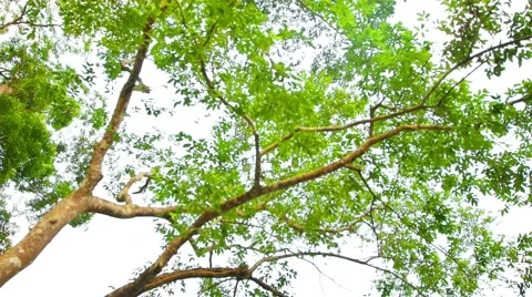 Boating Nature in tropical forests. Stock Footage 50344062