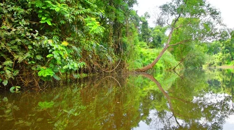 Boating Nature in tropical forests. Stock Footage 50344968