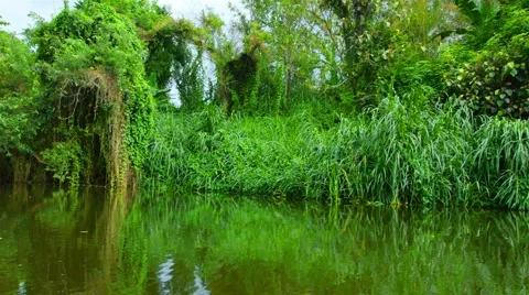 Boating Nature in tropical forests. Stock Footage 50527807