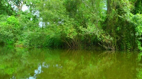 Boating Nature in tropical forests. Stock Footage 50553362