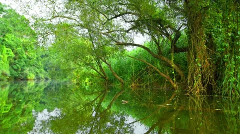 Boating Nature in tropical forests. Stock Footage 50592491