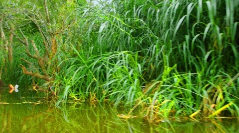 Boating Nature in tropical forests. Stock Footage 50634347