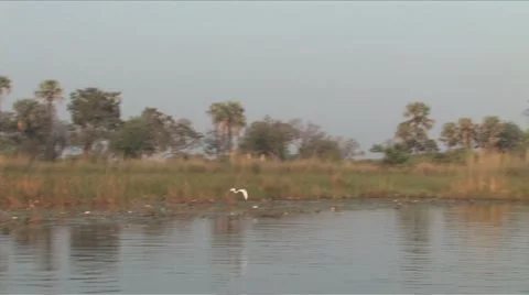 Boating in the Okavango Delta Stock Footage 906411