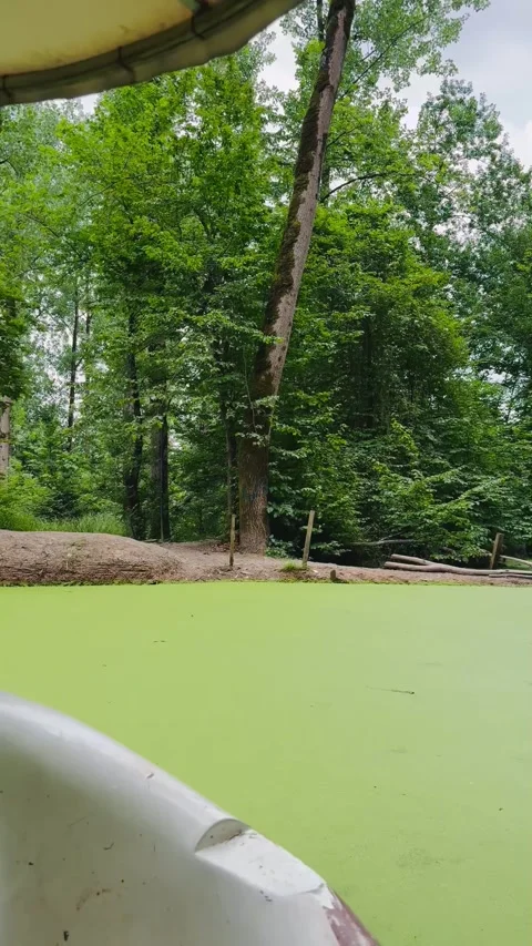 Boating on a scenic river covered in duckweed, POV from inside a boat Vídeos de archivo 336848995
