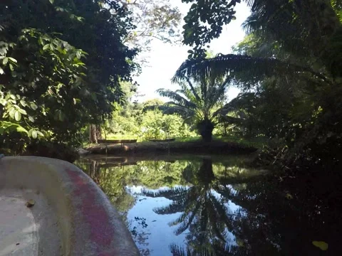 Boating through the mangroves of Panama Vídeos de archivo 149453240