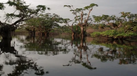 Boating through rainforest lagoon 2 Stock Footage 41857615