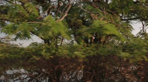 Boating through rainforest lagoon 3 Stock Footage 41857593