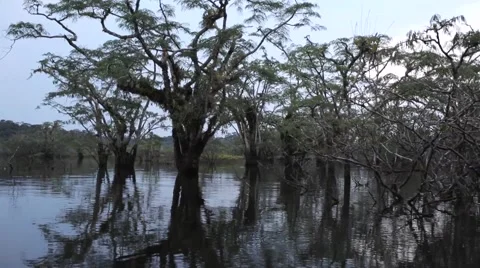 Boating through rainforest lagoon 4 Stock Footage 41855948