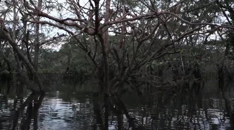 Boating through rainforest lagoon 5 Stock Footage 41855947