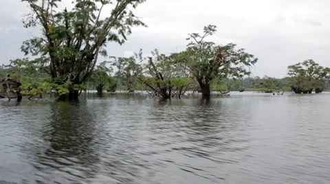 Boating through rainforest lagoon Stock Footage 41857851
