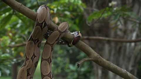 Boatree Stock Footage 128574640