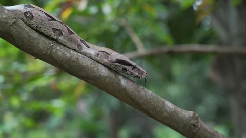 Boatree2 스톡 동영상 128574657