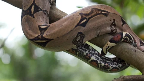 Boatreetrunk Stock Footage 128574666