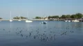 Boats in Florida HD Footage
