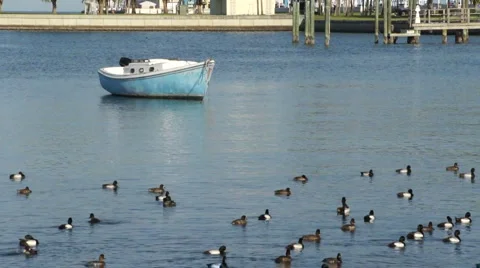 Boats in Florida Stock Footage 1875174