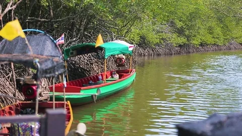 Boats in Mangrove forest Stock Footage 80532448