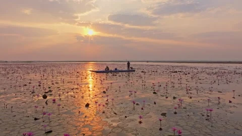 Boats passing through fields of pink lotus in Isaan Thailand Stock Footage 306692182