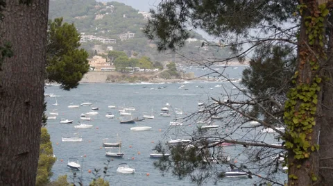 Boats view through the trees 스톡 동영상 55527708