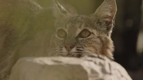Bob cat behind a stone in the desert Stock Footage 271033580