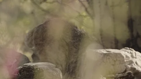 Bob cat behind a stone in the desert Video stock 271033589