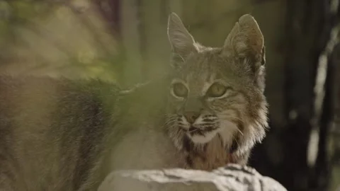 Bob cat behind a stone in the desert Stock Footage 271033594