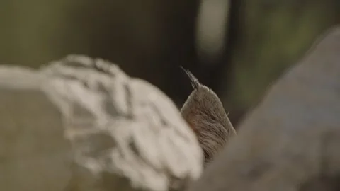 Bob cat behind a stone in the desert (detail) Stock Footage 271033623