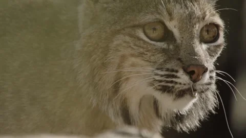Bob cat in the desert, close up, (face) 库存影片 271033590
