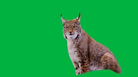 Bob Cat Greenscreen 57 Stock-Footage 198617502