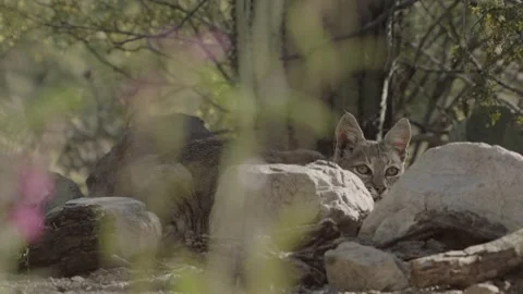 Bob cat lies in wait behind a stone Stock Footage 271033603