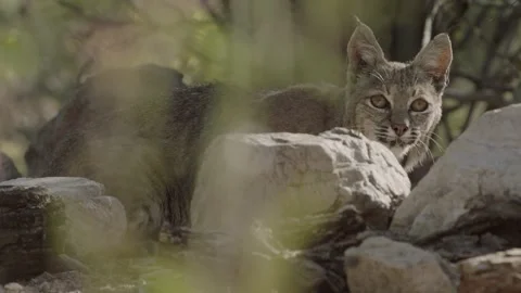 Bob cat lies in wait behind a stone Stock Footage 271033606