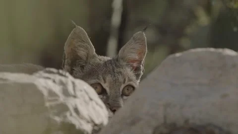 Bob cat lies in wait behind a stone Stock Footage 271033610