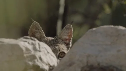 Bob cat lies in wait behind a stone Stock Footage 271033613