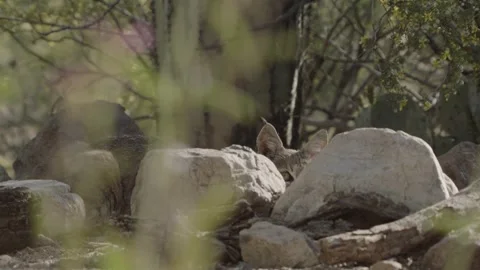 Bob cat lies in wait behind a stone Stock Footage 271033620