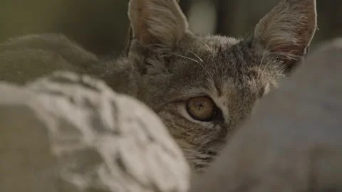 Bob cat lies in wait behind a stone Stock Footage 271033632