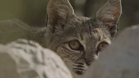 Bob cat lies in wait behind a stone Stock Footage 271033633