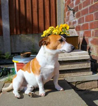 Bob in a flower crown 스톡 사진