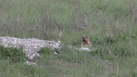 Bobak marmot stand on a grass on summer day close up 스톡 동영상 306394061