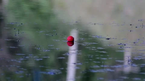 Bobber Centered In Water With Ripples Stock Footage 11186025