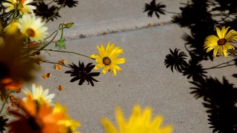 Bobbing Flower Shadow Video stock 96466105