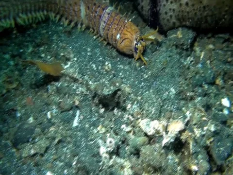 Bobbit worm,  aquatic predatory polychaete worm (Eunice aphroditois ) Vídeos de archivo 79418644