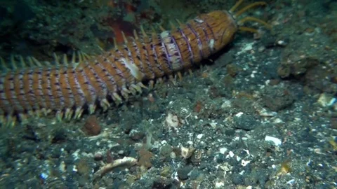 Bobbit worm,  aquatic predatory polychaete worm (Eunice aphroditois ) Vídeos de archivo 90977687