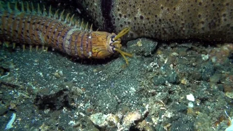 Bobbit worm,  aquatic predatory polychaete worm (Eunice aphroditois ) Vidéo 90977713