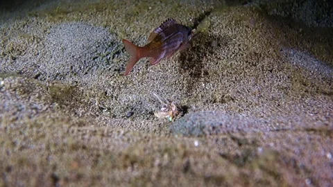 Bobbit worm Stock Footage 134591752