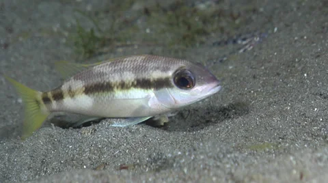 Bobbit worm hunting at night, Eunice sp., HD, UP22033 Video stock 38290049