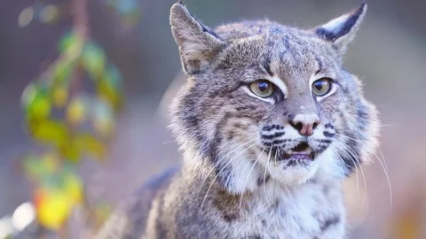 Bobcat Attack Stock Footage 84997369