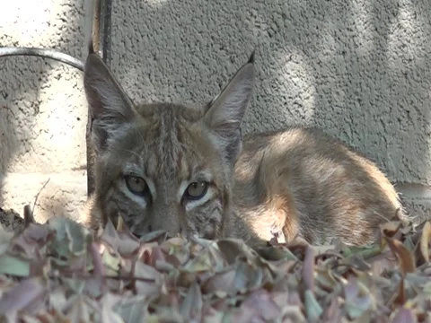 Bobcat Bedded Stock Footage 95813695