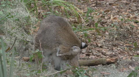 Bobcat Cleaning Itself Video stock 48382471