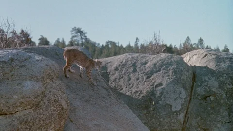 Bobcat climbing down rocks towards lake, 1980s Stock Footage 95996442