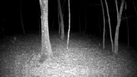 Bobcat Climbing Tree at Night in North Carolina Foothills Stock Footage 317922682
