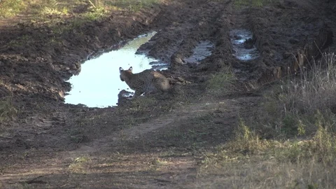 A bobcat drinking water in Texas Stock Footage 109657255